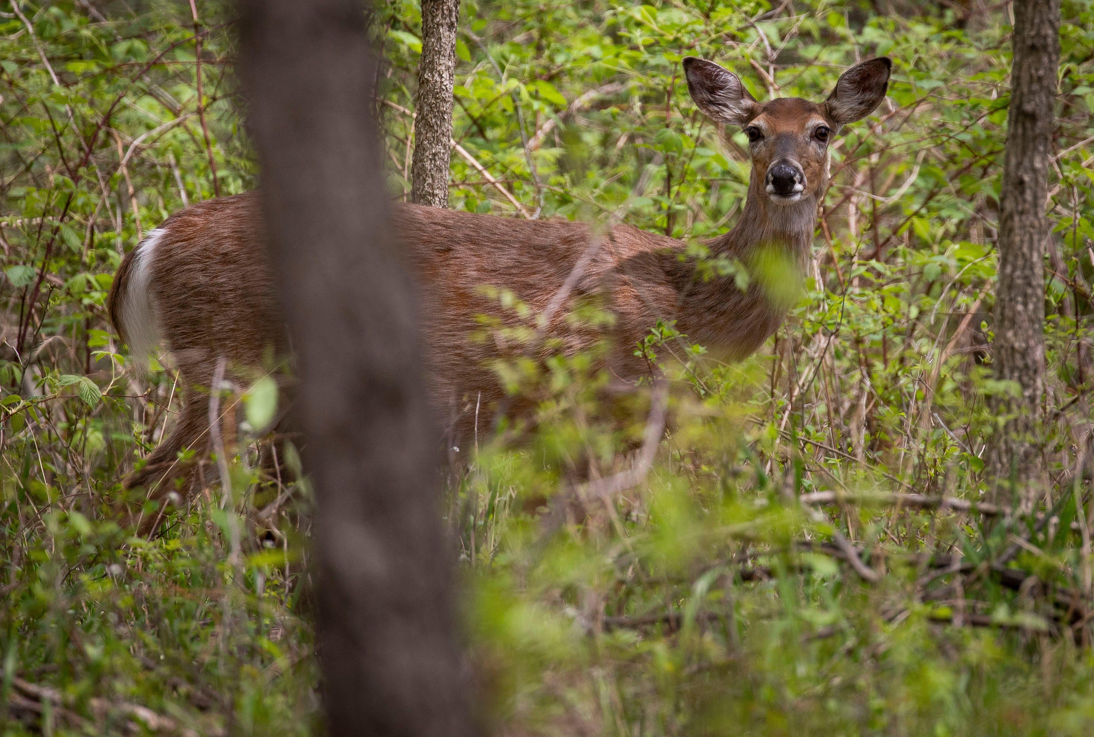A white-tailed deer peeks through the trees at the Kensington Metropark.