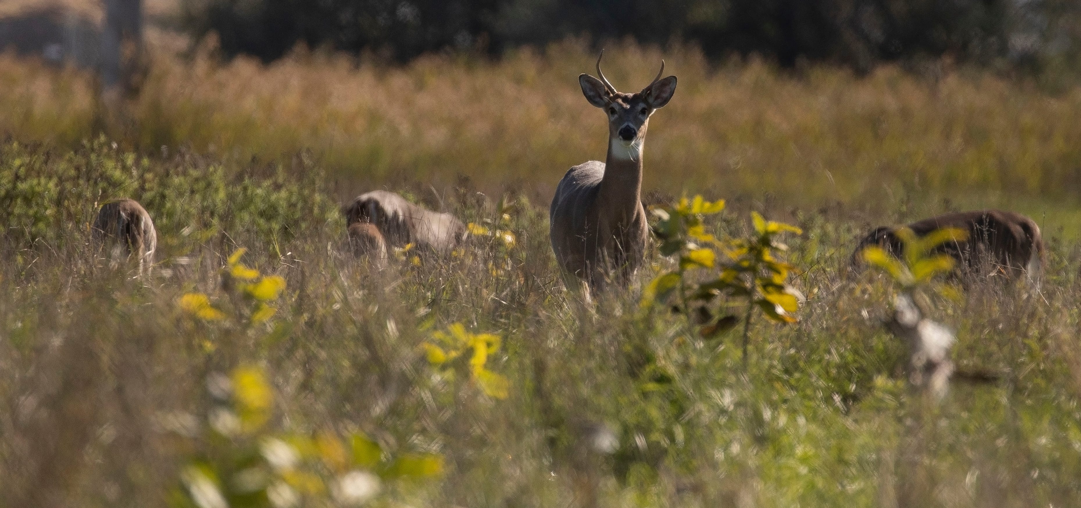 A group of deer feed on plants in a field along South Poseyville Rd. near Midland, MI, on Oct. 1, 2022.