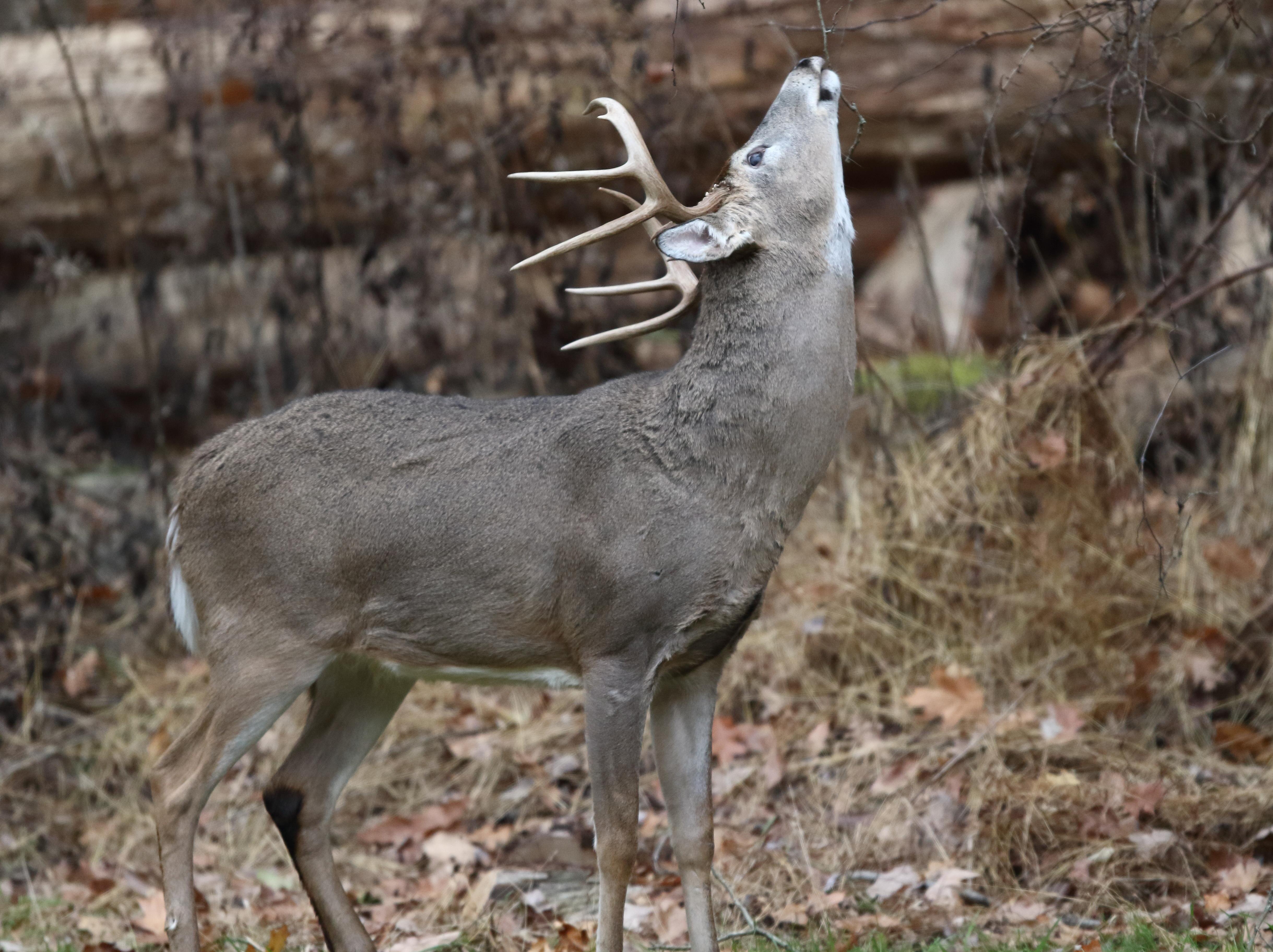 Buck at Licking Branch by Jacob Dingel 13901