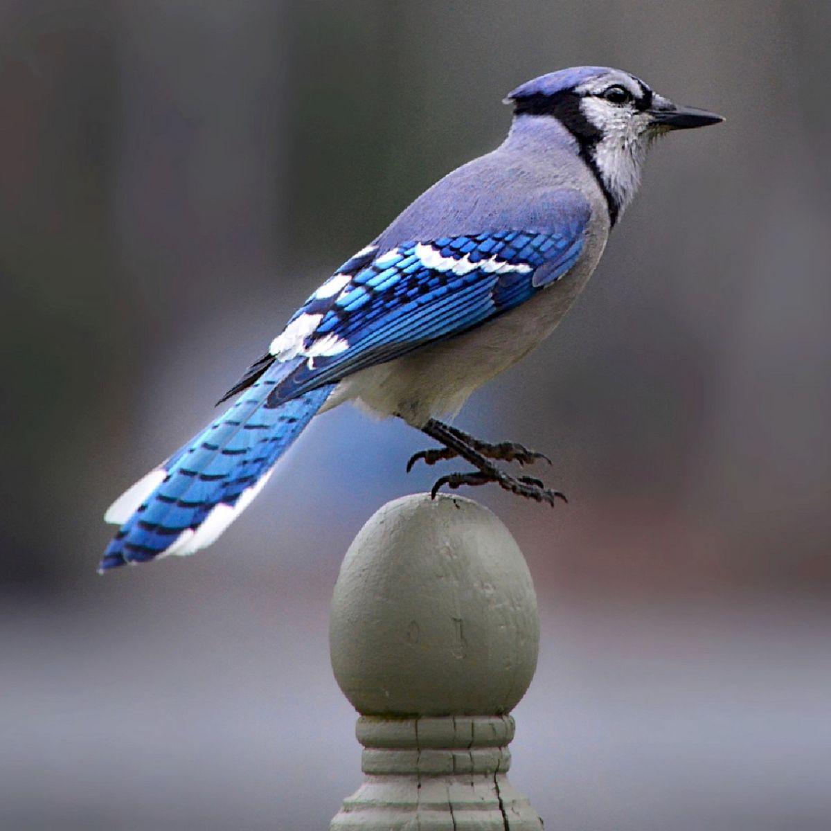 meaning blue jay sign from heaven