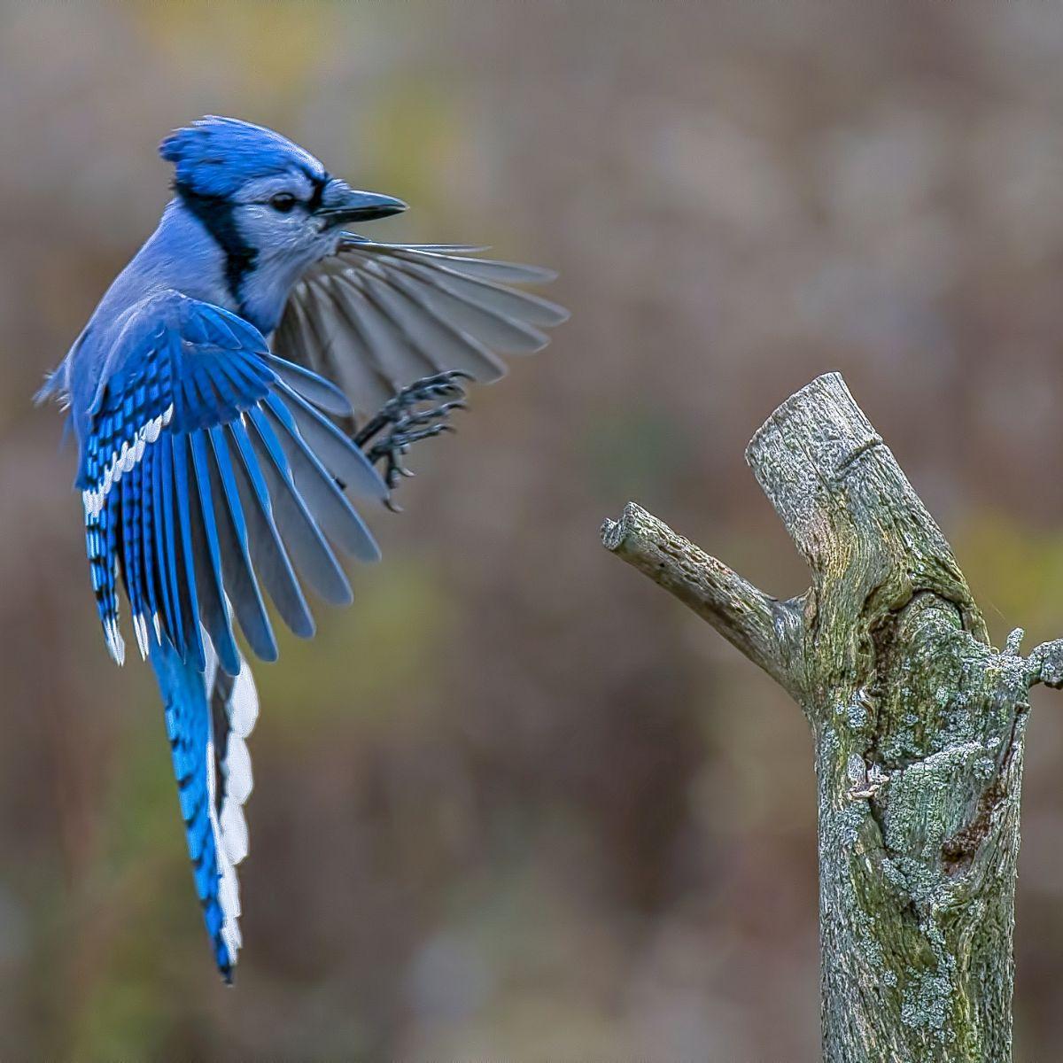 what are blue jays a sign of