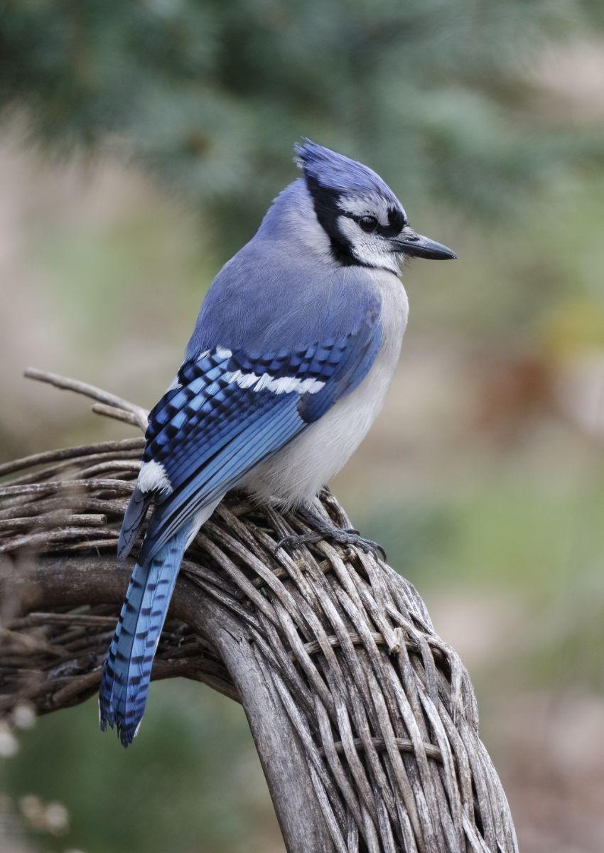 blue jays in the bible
