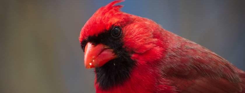 red bird cardinal and when god sends a cardinal