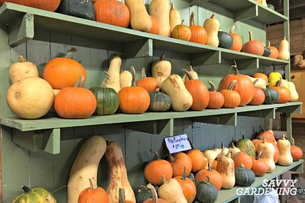 Learn how to harvest and store winter squash.