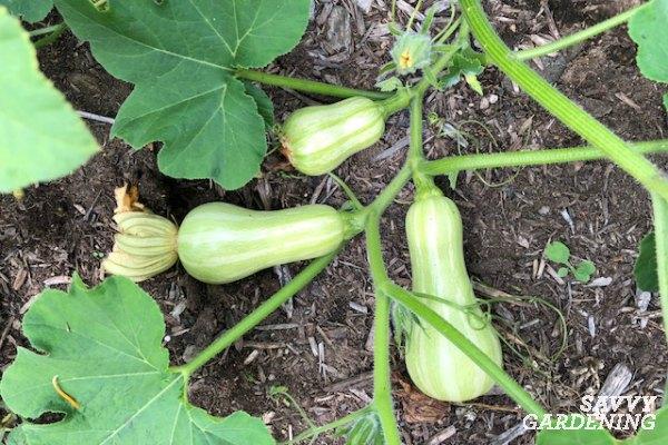 Harvest winter squash at the right time.