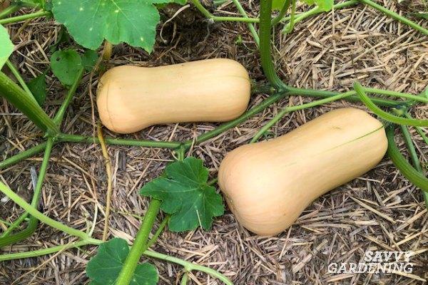 Winter squash are harvested when they