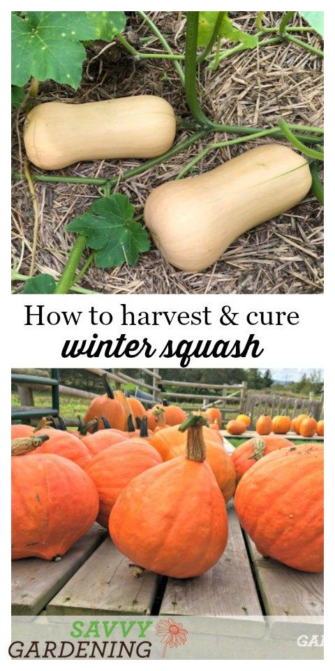Learn how and when to harvest winter squash.