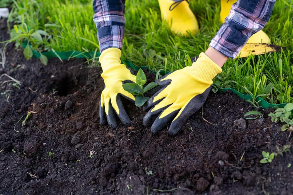 When Is It Too Late To Use Weed And Feed?