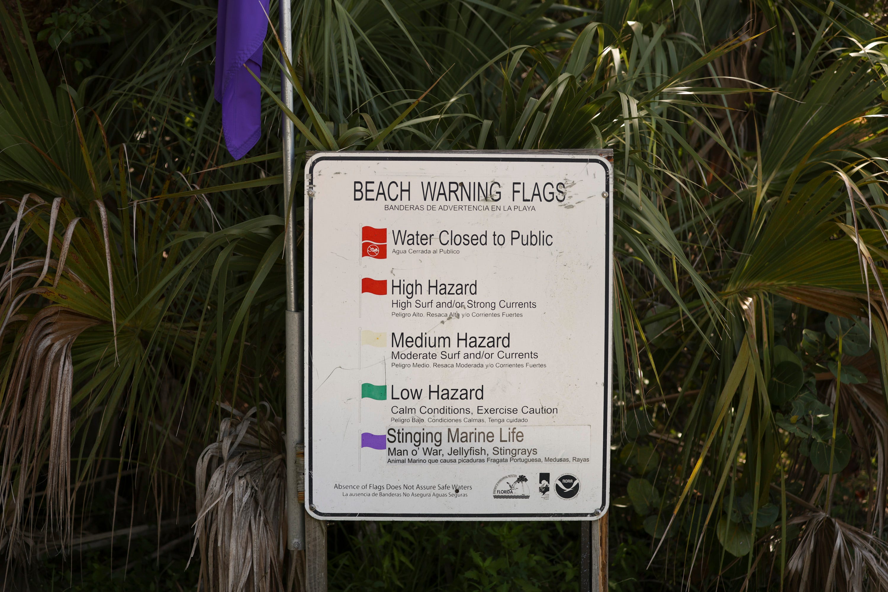 A purple flag warning beachgoers of potential moon jellyfish is seen on the beach at Fort Pierce Inlet State Park on Wednesday, Aug. 16, 2023. Moon jellies started to appear in the ocean at St. Lucie County beaches about four weeks ago, according to Ocean Rescue Chief Andrew Ritchie.