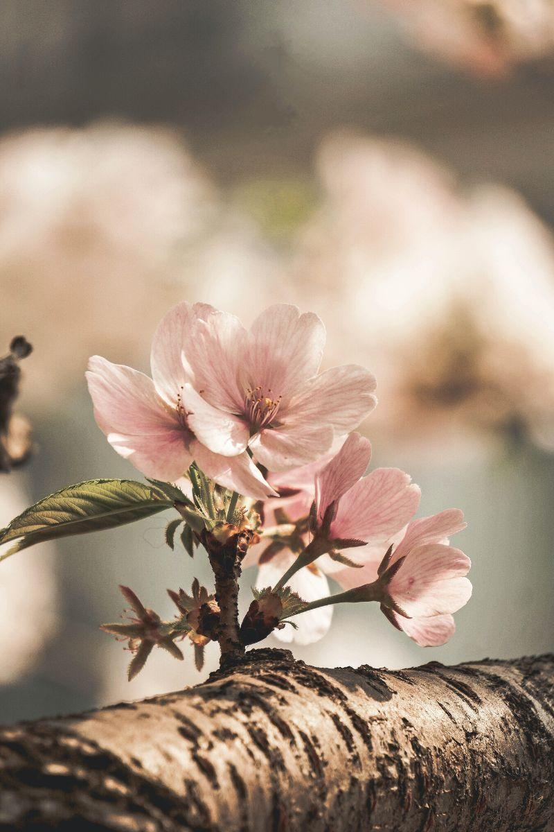 History of National Flower Day