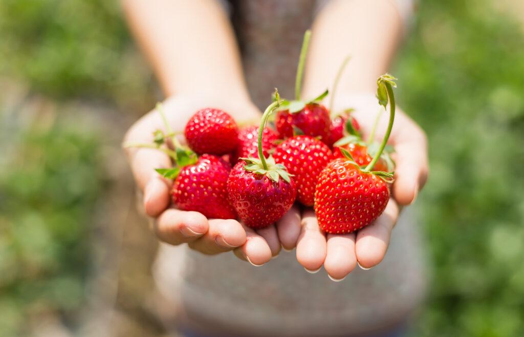 delicious strawberries and gooey icing drips down on the decadent deep fried funnel cakes, a summer fair favorite.