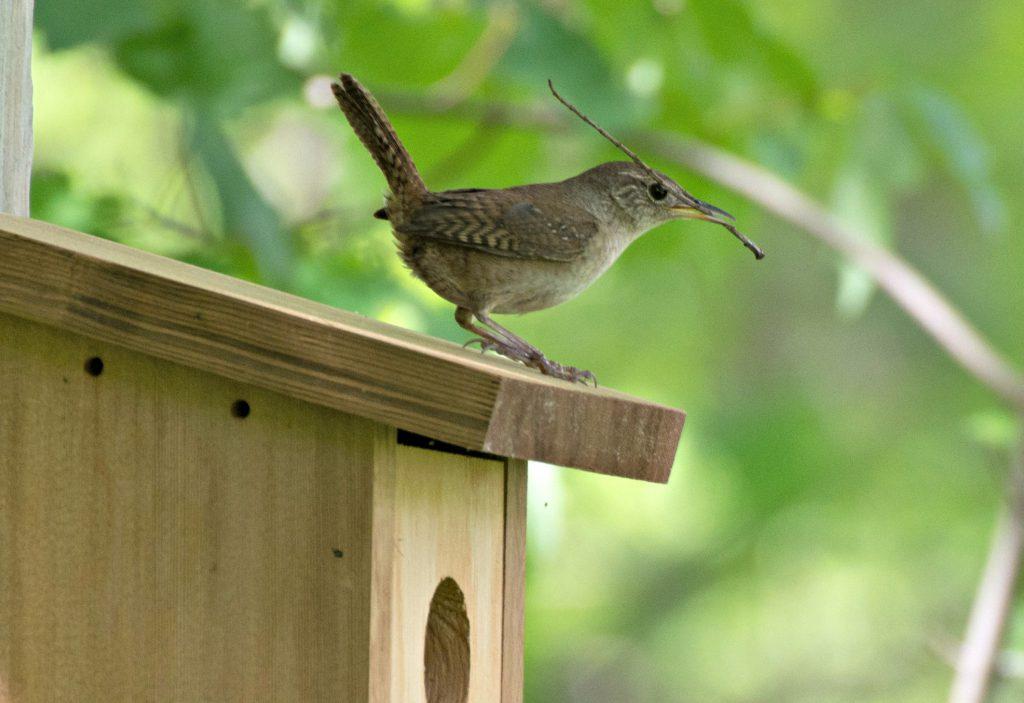 House Wren Readying The Nest