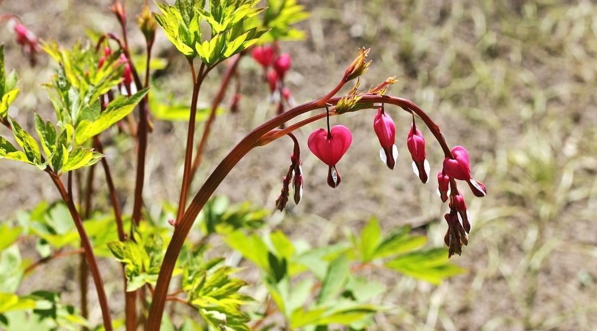 Close-up of a Dicentra spectabilis plant with withered flowers in a sunny garden. The plant is young, has vertical curved stems of a pinkish red-brown hue. Clusters of pendant-like flowers hang from the stems. The flowers, pink in color, consist of outer petals that form a heart shape, with an inner tear-shaped part that gives the impression of a "bleeding" heart. Some flowers are dry and wilted. The leaves are fern-shaped, finely dissected, bright green.