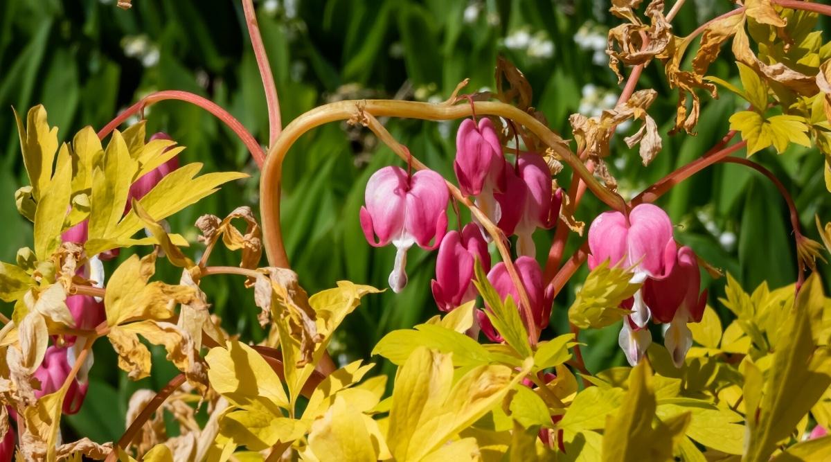 Close-up of a Dicentra spectabilis plant with rotting stems and dry leaves due to disease, in a sunny garden. The plant has fern-like leaves with deep lobes. Leaves yellowish. Some leaves are dry, sluggish, brown. Stems are soft and rotten. The flowers consist of outer pink petals shaped like a heart, and inner white petals shaped like a dripping drop.