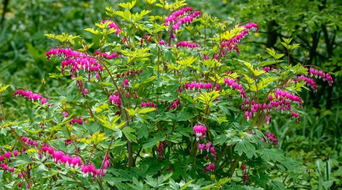 Top view, close-up of a Dicentra spectabilis plant before hibernation in the garden. The plant has short stems covered with lush yellowish foliage. The leaves are finely dissected, fern-like. elegant curved stems with clusters of hanging, pendant-like flowers. The flowers are pink in color and consist of heart-shaped outer petals with a teardrop-shaped inner white part that gives the impression of a "bleeding" heart. The leaves are fern-shaped, finely dissected, bright green. They add a delicate appearance to the plant and provide an attractive backdrop for vibrant flowers. The foliage is usually arranged in a rosette at the base of the plant and along the stems.