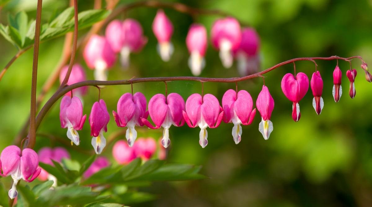 Close-up of blooming bleeding hearts in a sunny garden, against a blurred green background. This is a perennial plant with heart-shaped flowers with a small teardrop-shaped protrusion at the bottom. Flowers hang from curved stems in clusters, creating an elegant and whimsical look. The flowers are small, bright pink with white inner petals. The leaves are green, have deep lobes, reminiscent of a fern.