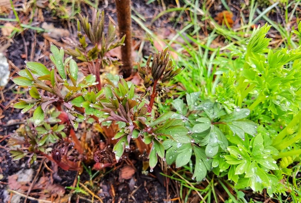 foliage of dicentra spectabilis emerging after winter