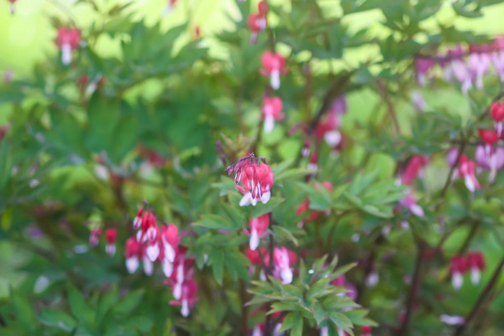 clusters of red dicentra flowers growing along bending brown branches