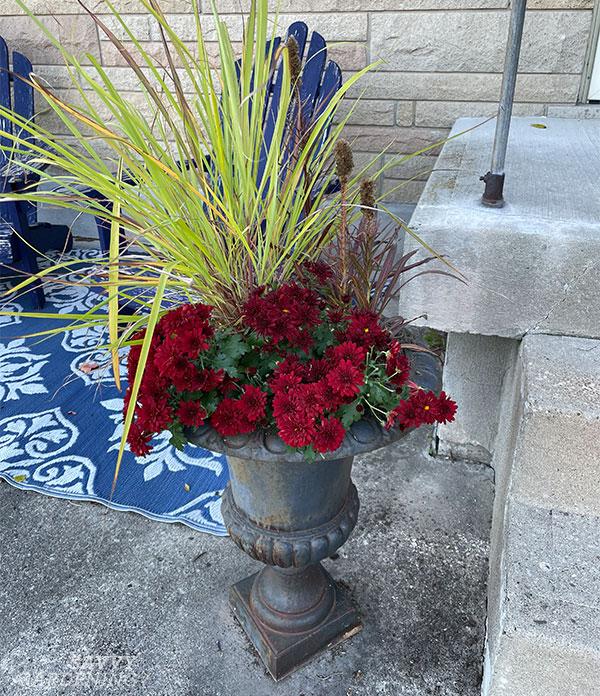 mums in a fall container arrangement