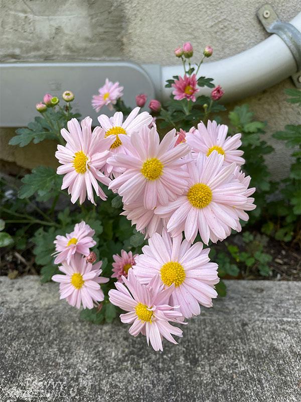 self-sown pink mums