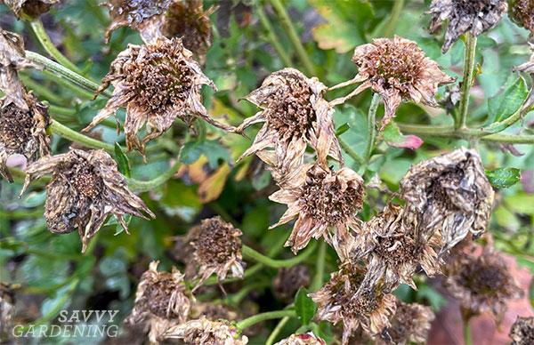 dead chrysanthemum flowers