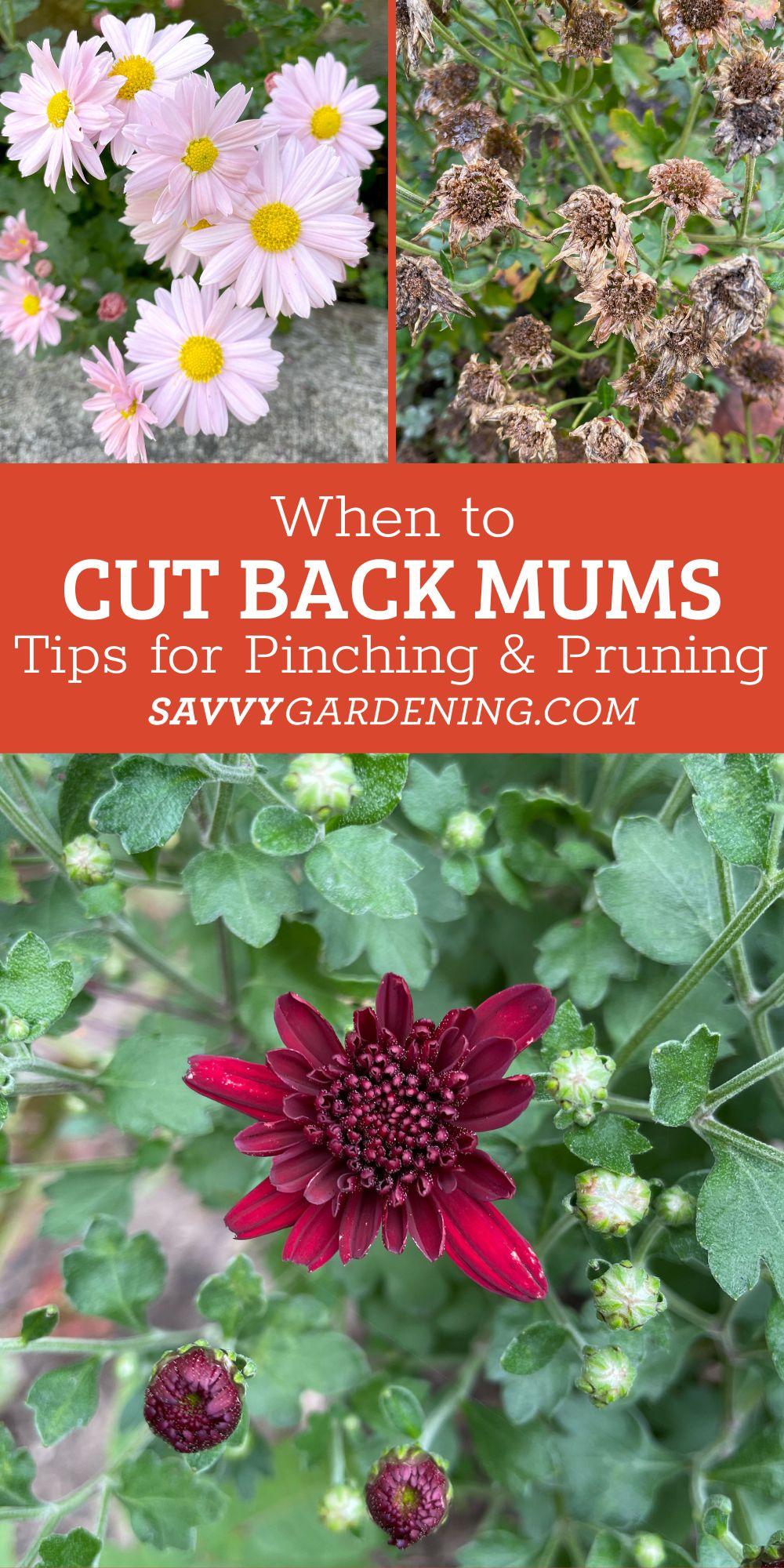 learn when to cut back mums for more buds and flowers, and after they have bloomed