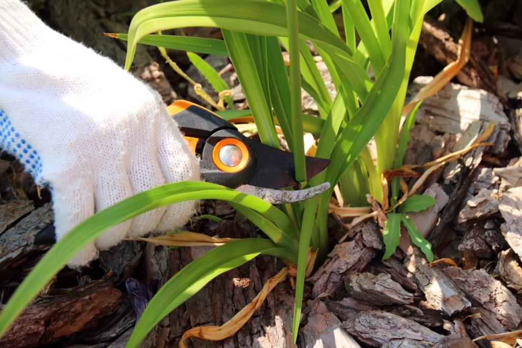 using a pair of secateurs to prune a leaf from a daylily plant growing outside in mulched ground