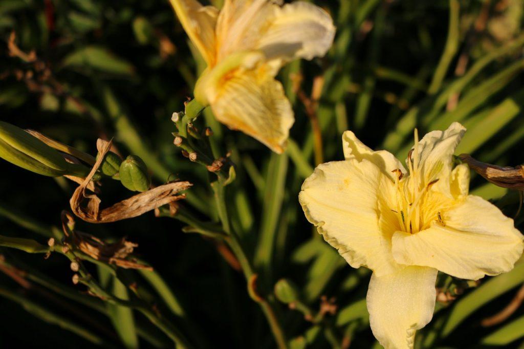 yellow flowers from a daylily plant that are starting to turn brown at the edges growing outdoors