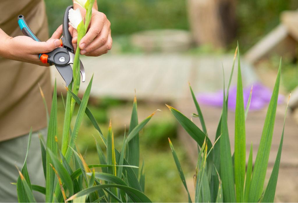 using a pair of secateurs to cut the stem from a white flowering gladiolus growing outdoors