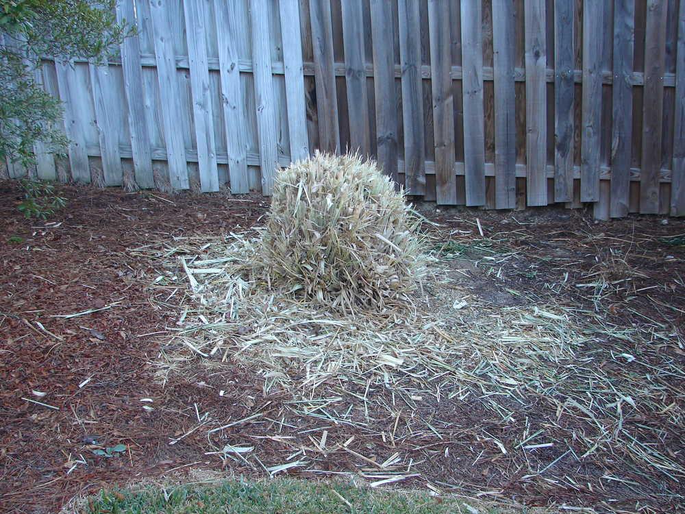Vigorous pruning of pampas grass in the winter months will allow it to grow better in the spring.