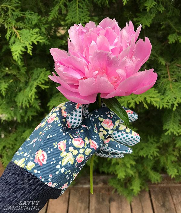 a cut peony for a vase