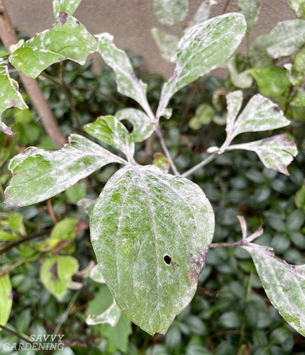 powdery mildew on peony foliage