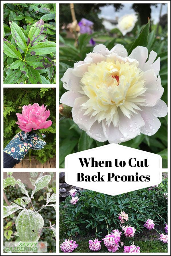 When to cut back peonies: Time your pruning to help next year