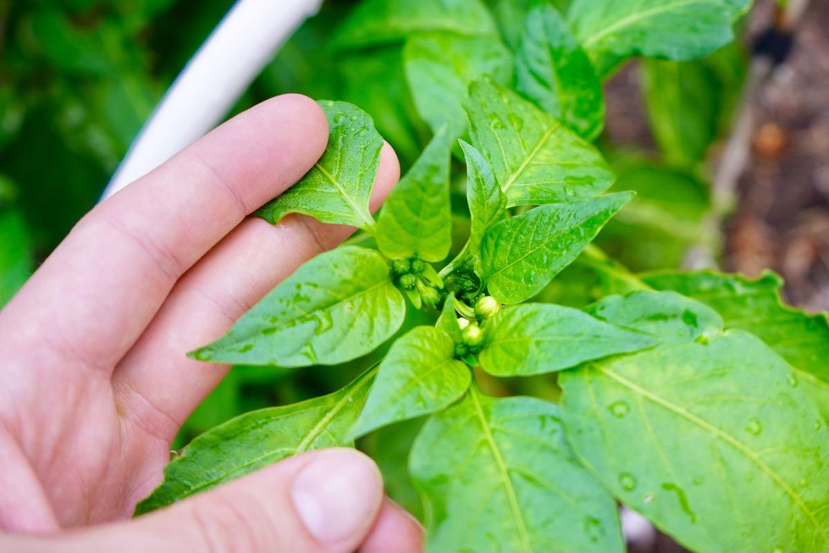 Flower buds on poblano pepper plant