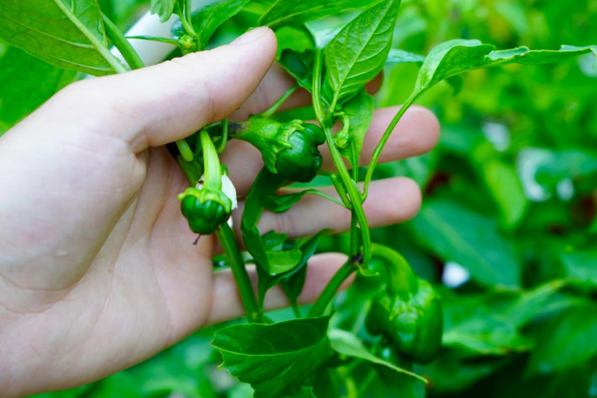 Baby poblano peppers forming on plant