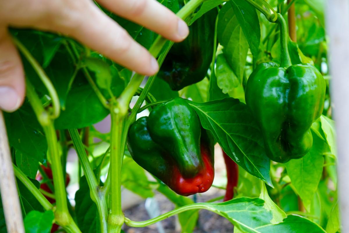 Poblano pepper beginning to ripen to red