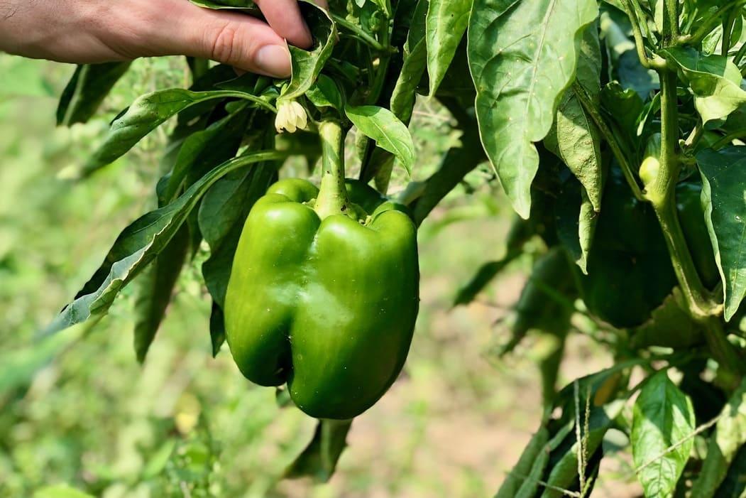 Bell Pepper On Plant