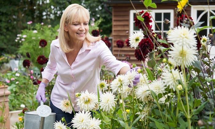 caring-for-dahlias-in-seattle