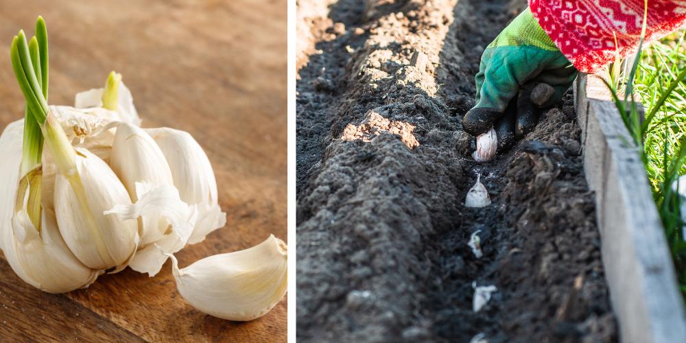 Primex Garden Center-Glenside-Pennsylvania-Growing Onions, Garlic, and Shallots-planting garlic