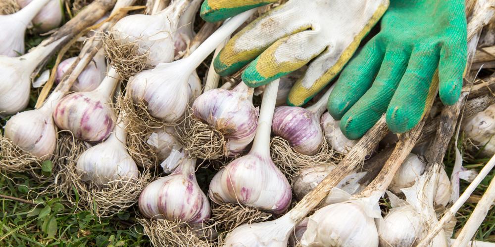 Primex Garden Center-Glenside-Pennsylvania-Growing Onions, Garlic, and Shallots-harvested garlic