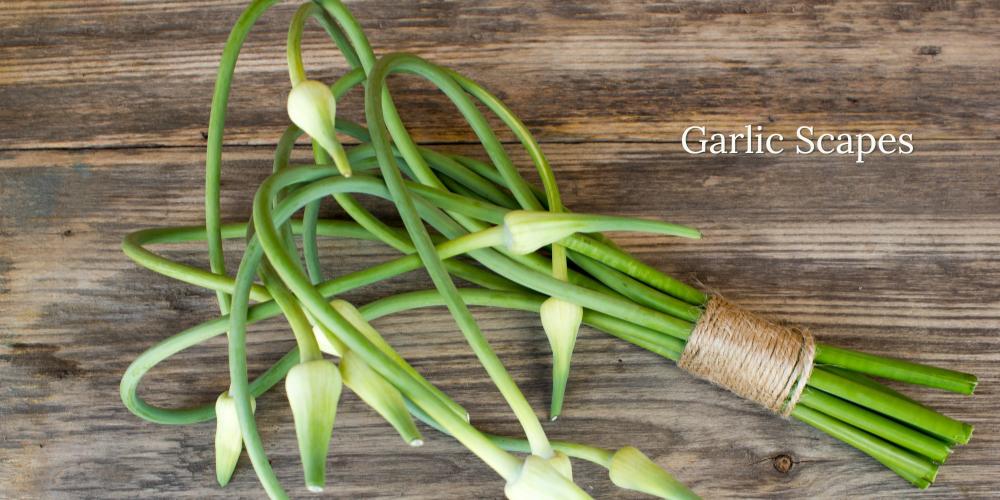 Primex Garden Center-Glenside-Pennsylvania-Growing Onions, Garlic, and Shallots-garlic scapes