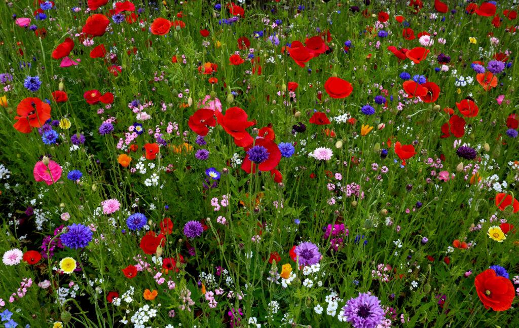 Wild flower bed in a country garden in summer