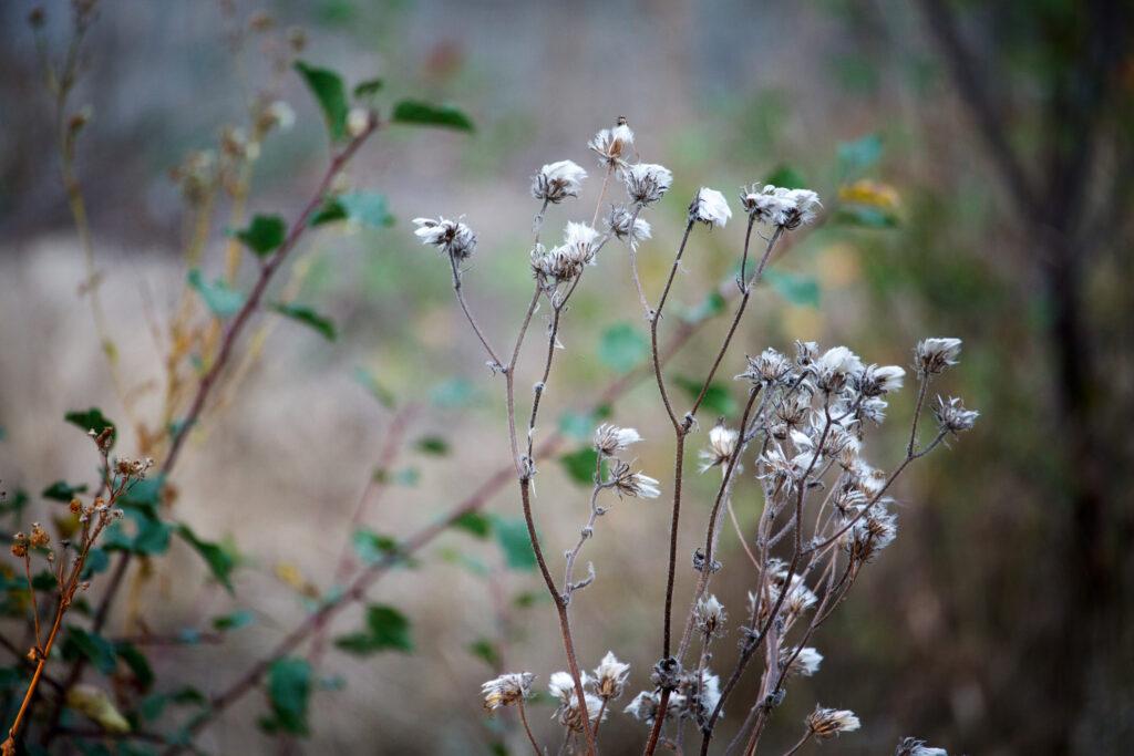 Close up of an autumn dried umbrella shaped wild flower on blurred forest background, selective focus