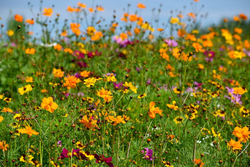 Honeybee gathering pollen on a yellow flower surrounded by many multi-colored wildflowers.