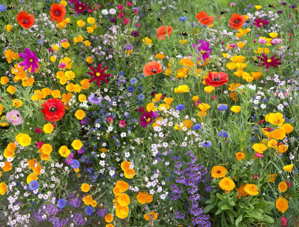 wild flower mix an attraction to many bees