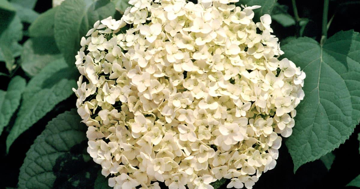 Close-up on White Wedding Hydrangea, cone-shaped blooms in white to cream to lime