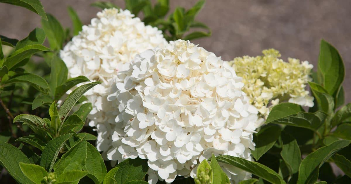 Close-up on White Wedding Hydrangea, cone-shaped blooms in white to cream to lime