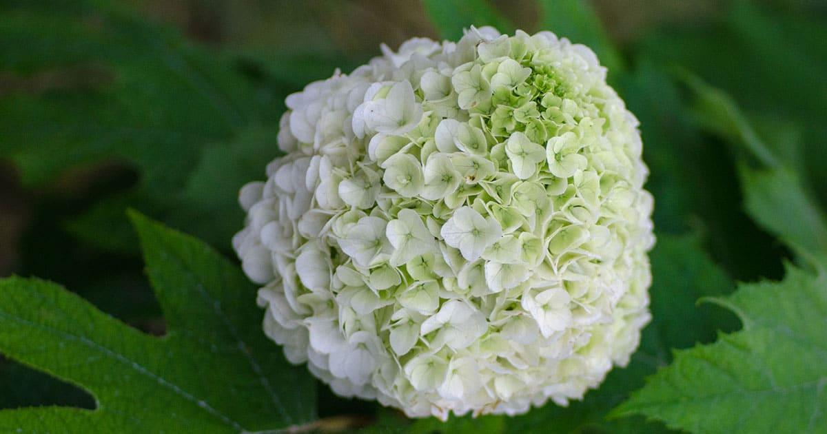 Large white tightly formed Hydrangea bloom head of Tara Hydrangea from Southern Living Plant Collection