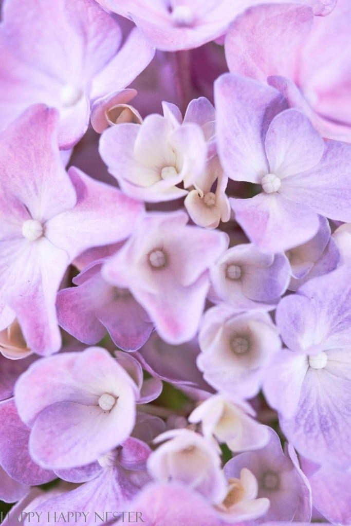 a close up of purple hydrangea flower petals