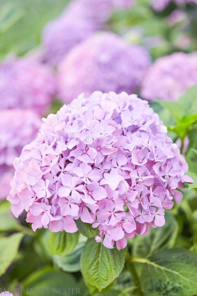 a big purple hydrangea blossom in a flower bed
